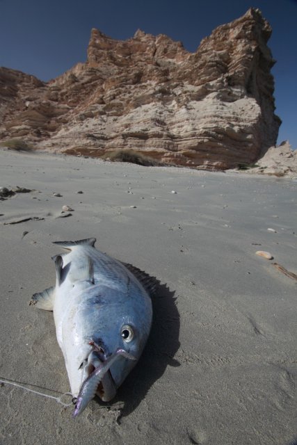 Horse Beach Caught Bream - Southern Oman